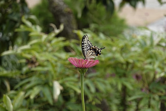 分数